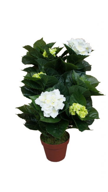 Pianta di ortensia con vaso, altezza 73 cm