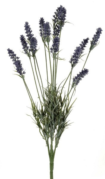 Mazzo di lavanda viola, altezza 62 cm