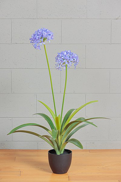 Pianta di "Agapanthus" con vaso, altezza 105 cm, vari colori