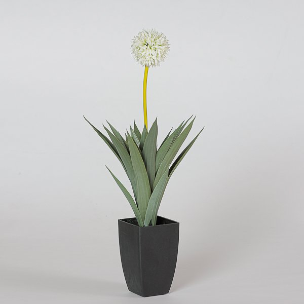 Pianta di "Allium" crema in vaso nero, diverse altezze