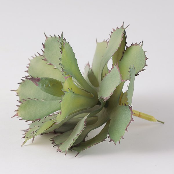 Pianta grassa "Agave", altezza 28 cm