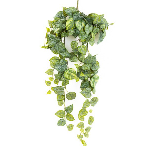 Pianta rampicante "Pothos", altezza 90 cm