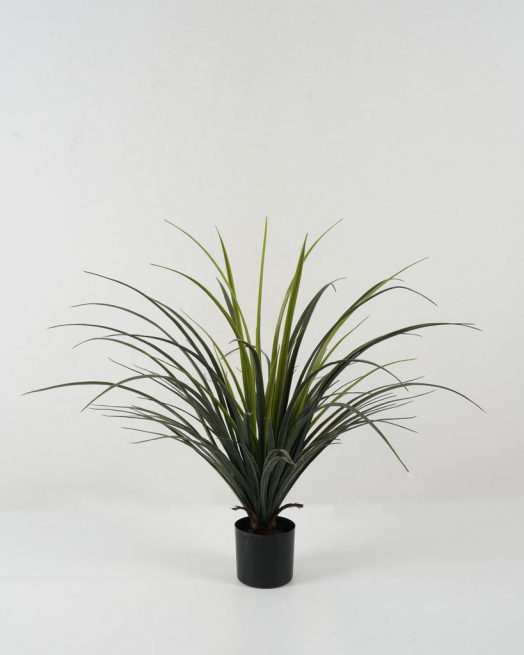 Pianta di "Yucca" con vaso, altezza 70 cm