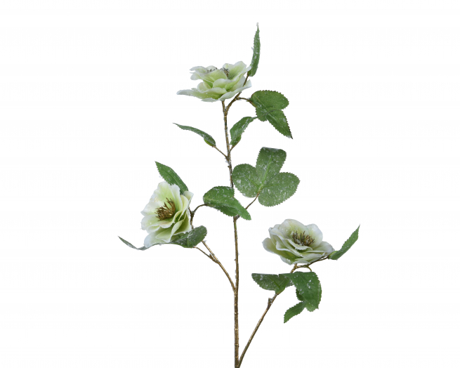 Fiore di elleboro verde, altezza 52 cm