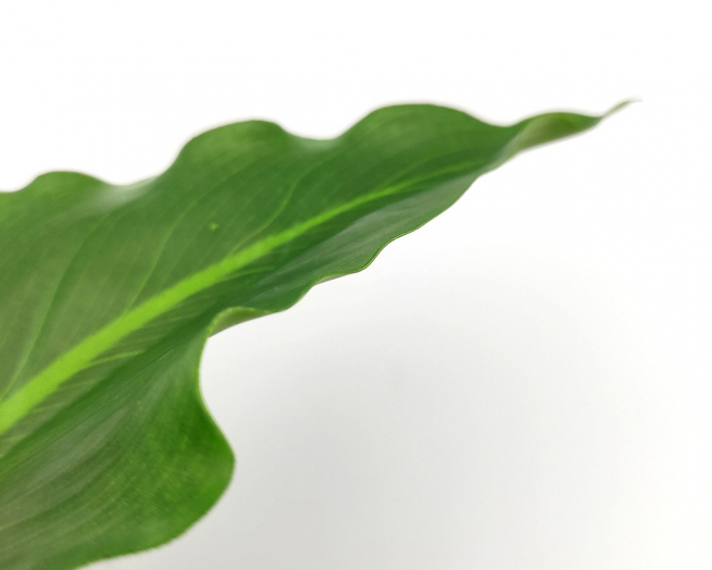 Foglia di calla verde, altezza 79 cm