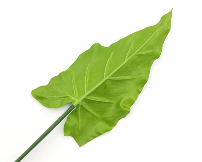 Foglia di calla verde, altezza 79 cm