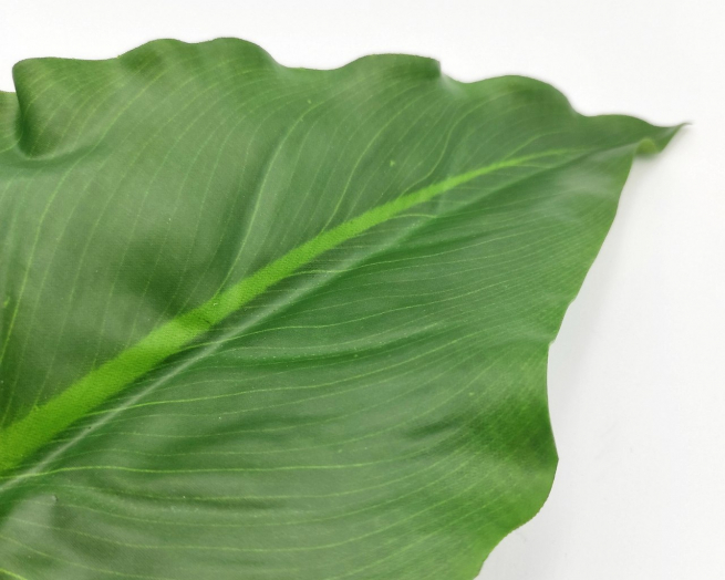 Foglia di calla verde, altezza 79 cm