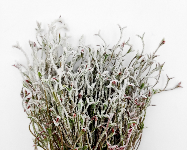 Cespuglio "Winter" con neve, altezza 33 cm, vari colori