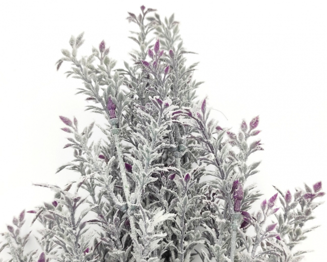 Cespuglio di tea con neve, altezza 45 cm, vari colori