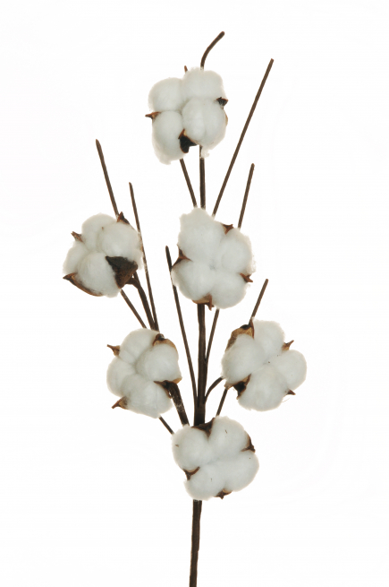 Ramo di fiocchi di cotone, altezza 65 cm