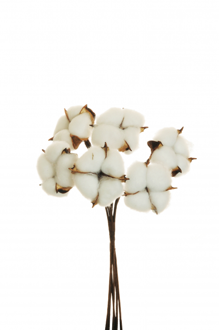 Mazzo di cotone, altezza 31 cm