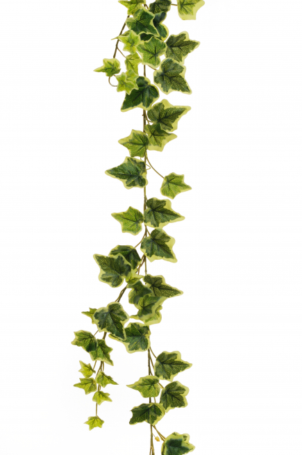 Ramo di edera cadente verde variegata, lunghezza 180 cm