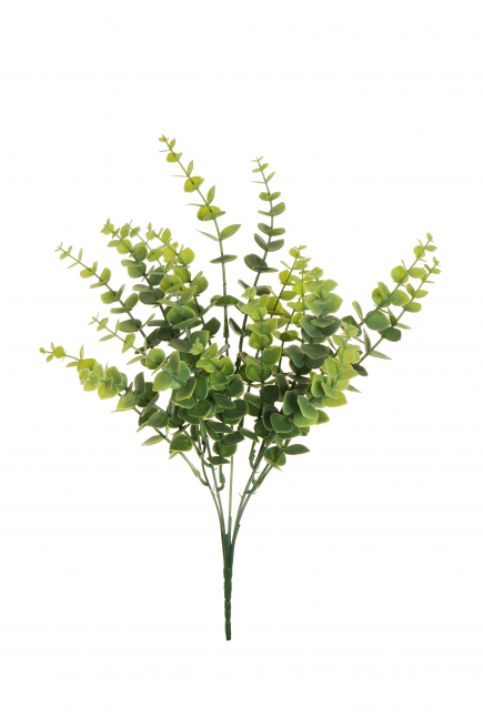 Eucalipto verde, altezza 39 cm