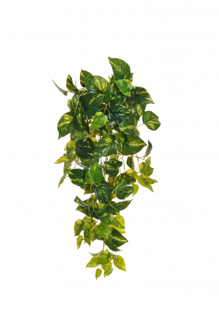 Pothos verde variegato cadente, altezza 78 cm