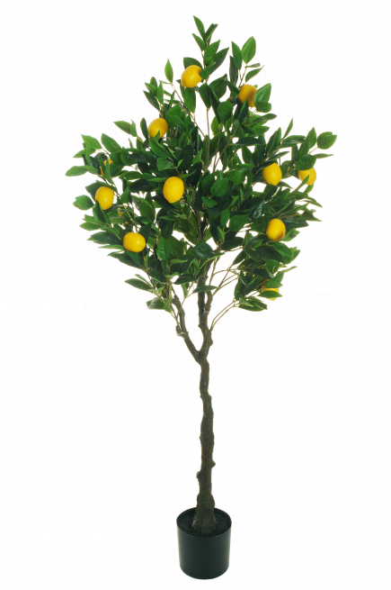 Pianta di limone in vaso, altezza 155 cm
