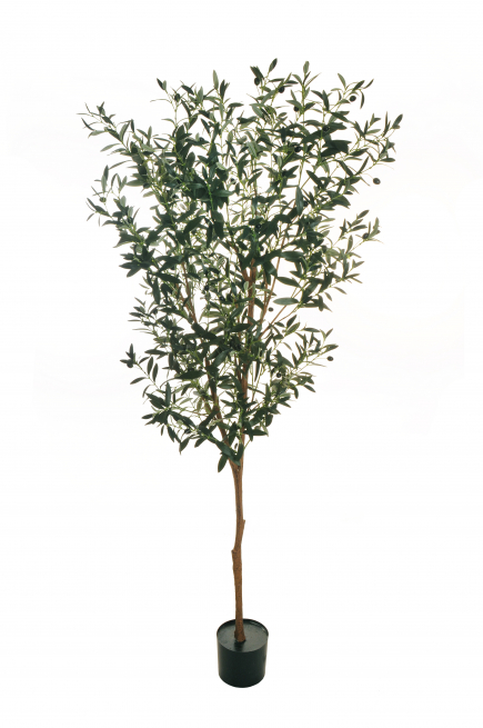 Pianta di ulivo in vaso, altezza 180 cm