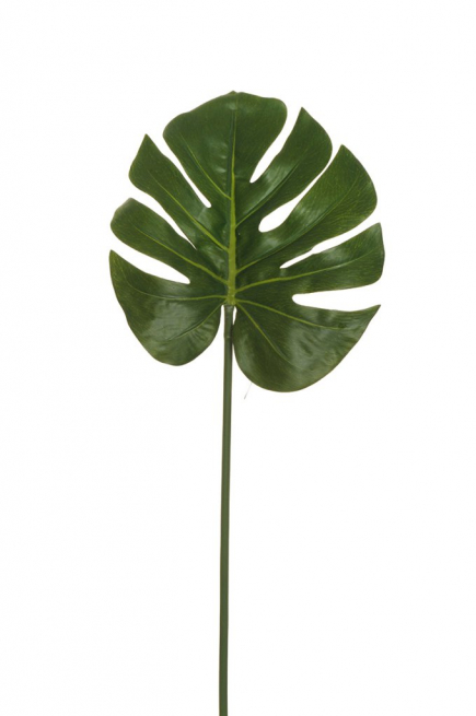 Foglia di "Monstera" verde altezza 80 cm