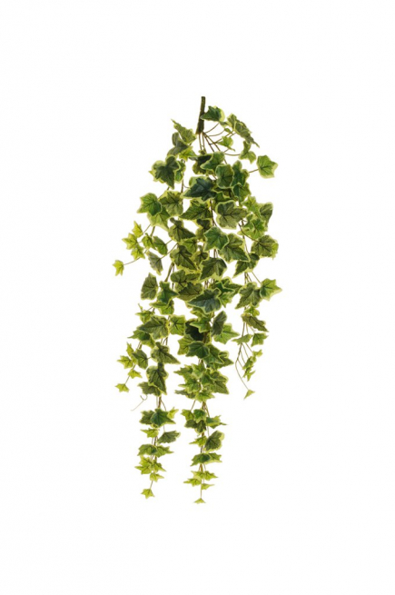 Cespuglio di edera cadente verde variegata, lunghezza 85 cm