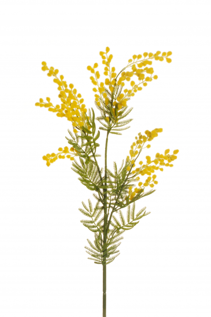 Ramo di "Mimosa" giallo, altezza 85.5 cm