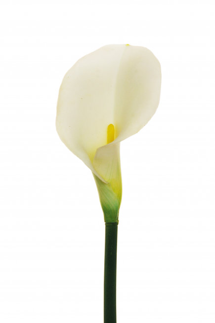 Calla bianca con stelo, altezza 75 cm