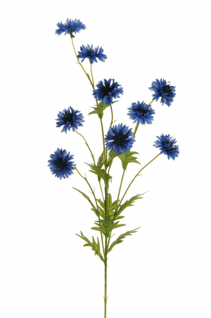 Fiordaliso blu, altezza 81 cm