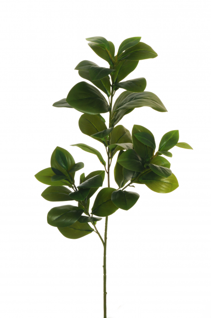 Ramo di "Clusia" verde, altezza 70 cm