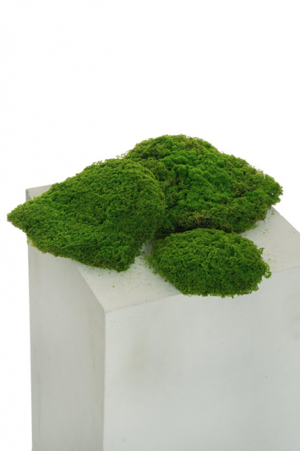 Ciuffo di "Muschio" verde, varie misure