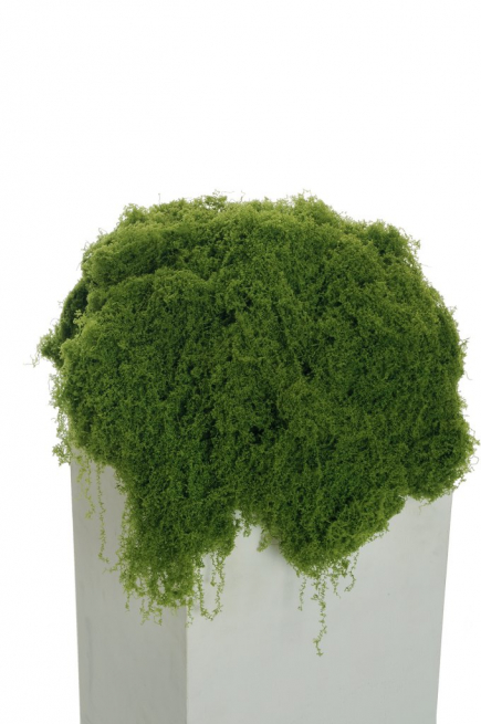 Muschio verde in busta 300 gr