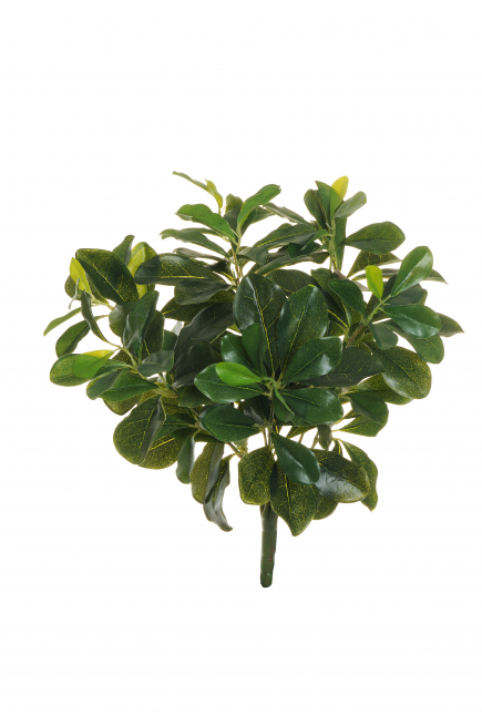 Cespuglio di "Pittosporo" verde, altezza 38 cm