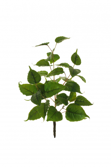Cespuglio di "Ficus religiosa" verde, altezza 64 cm