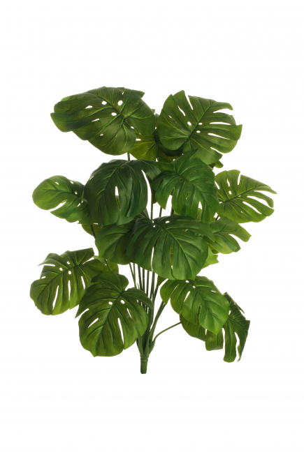 Cespuglio di "Monstera" verde, altezza 64 cm