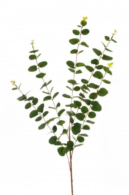 Ramo di "Eucalipto" verde, altezza 110 cm