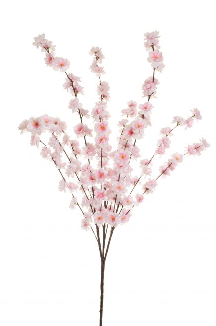Cespuglio di "Fiori di pesco", altezza 100 cm, vari colori
