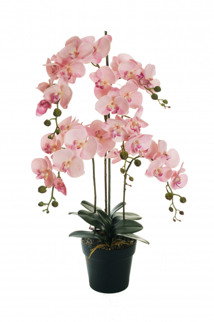 Orchidea malva chiaro in vaso, altezza 90 cm