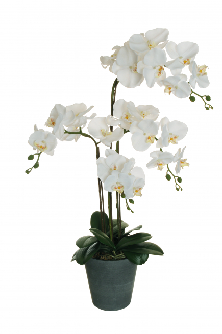 Orchidea bianco in vaso, altezza 78 cm