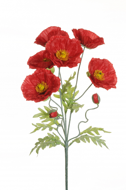 Papavero rosso con boccioli e foglie, altezza 62 cm