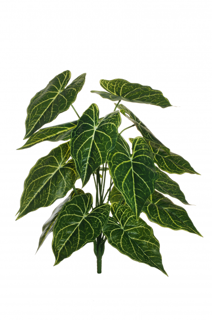 Cespuglio di  "Alocasia" verde e crema, altezza 60 cm