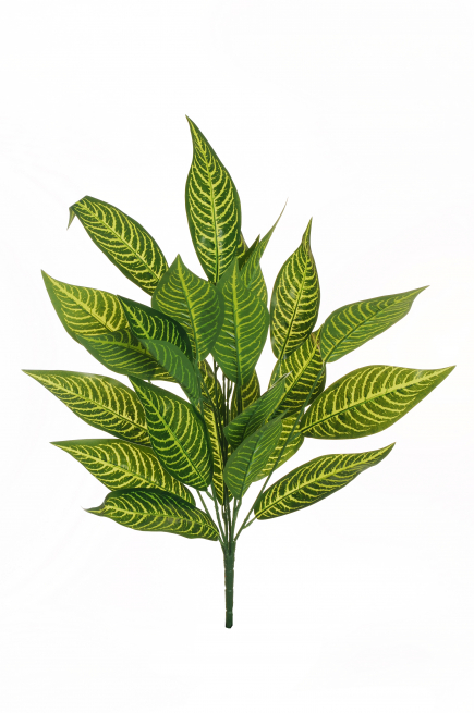 Cespuglio di  "Dieffenbachia" verde, altezza 75 cm