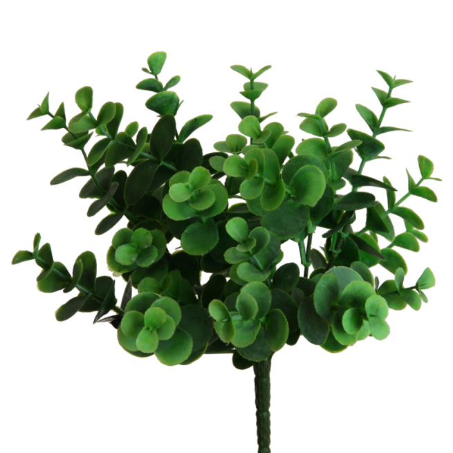 Cespuglio di eucalipto verde, altezza 28 cm