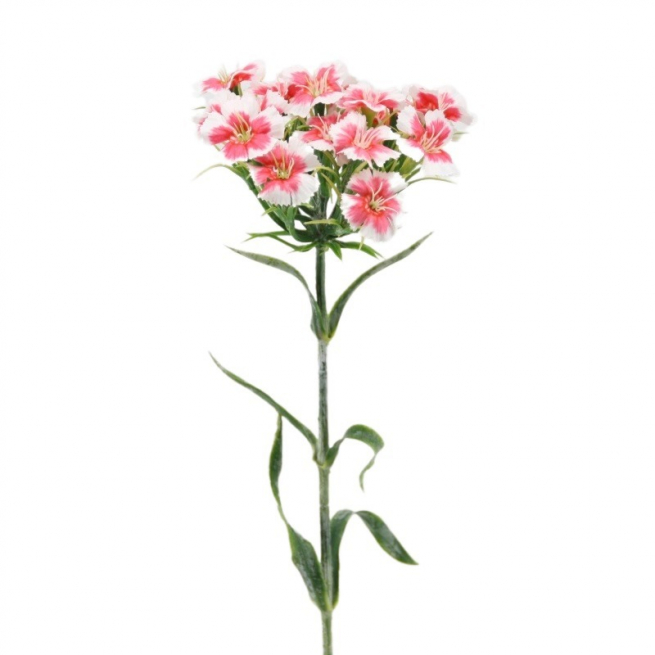 Fiore Dianthus rosa e crema, altezza 55 cm