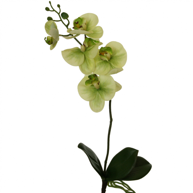 Orchidea verde con foglie e radici, altezza 51 cm