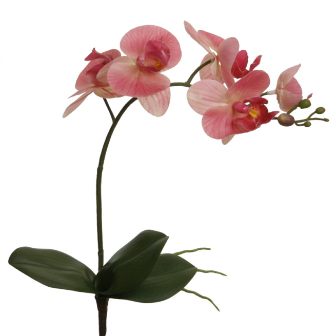Orchidea rosa con foglie e radici, altezza 51 cm