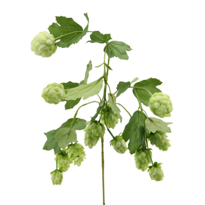 Ramo di luppolo verde, altezza 98 cm