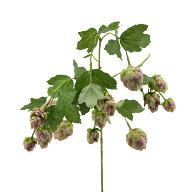 Ramo di luppolo violetto, altezza 98 cm