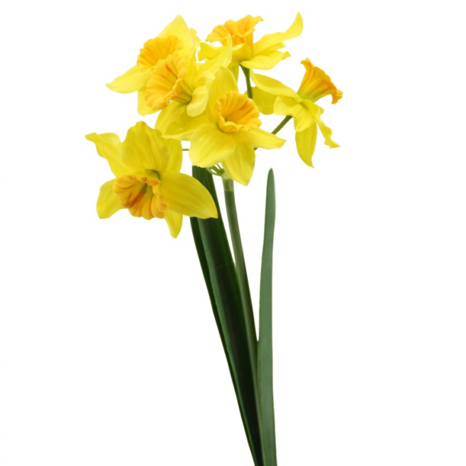 Mazzetto di narcisi gialli, altezza 47 cm