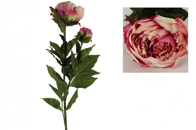 Peonia con bocciolo altezza 79 cm, diametro 8 cm, vari colori