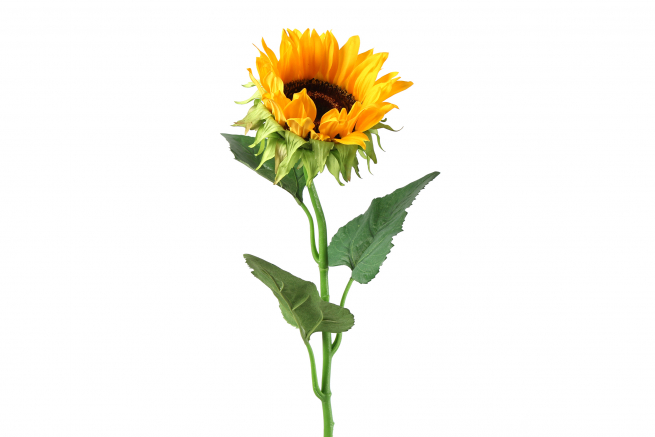 Girasole giallo altezza 85 cm, diametro 8 cm