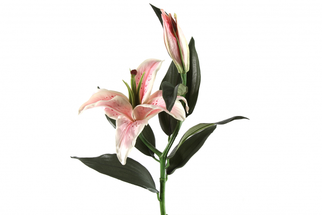 Giglio con bocciolo altezza 70 cm, diametro 8 cm, vari colori