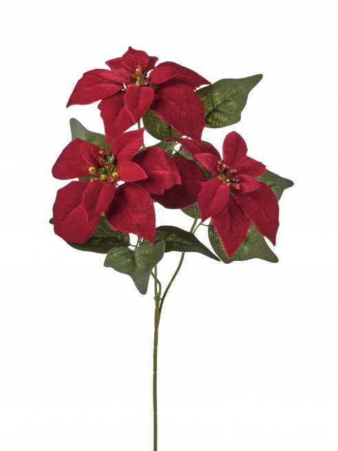 Ramo con 3 stelle di Natale rosse, altezza 65 cm