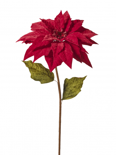 Stella di Natale rossa su stelo, altezza 71 cm